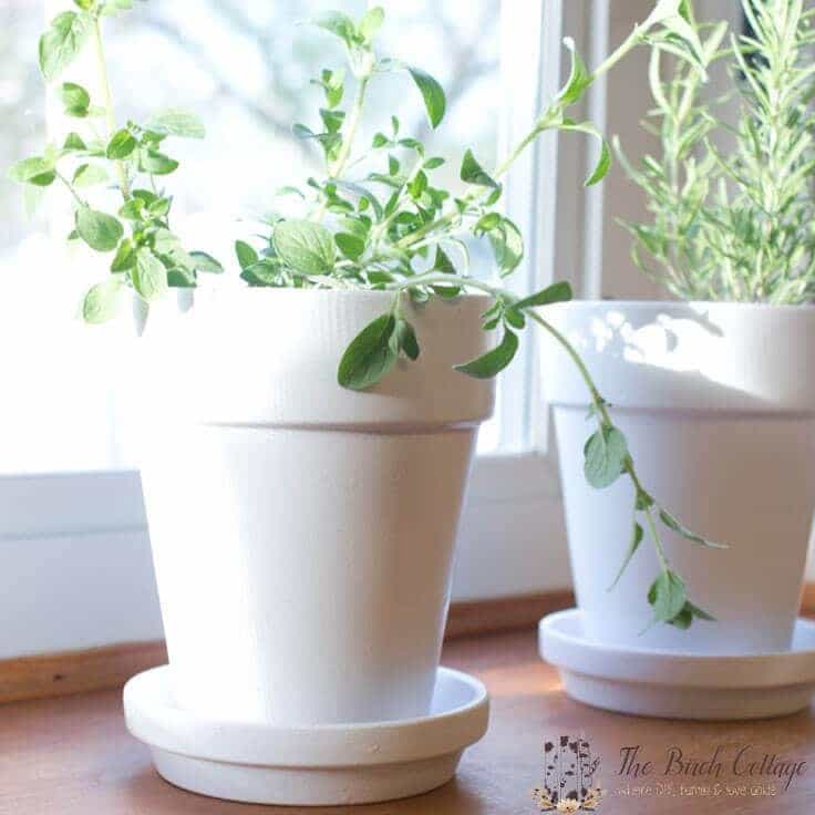 white painted terra cotta pots planted with green herbs