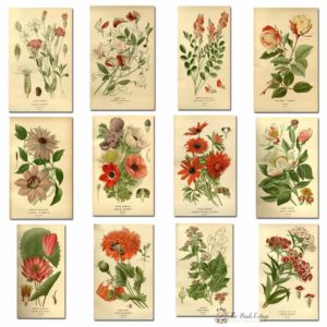2018 Printable Monthly Calendar With Vintage Botanical Art