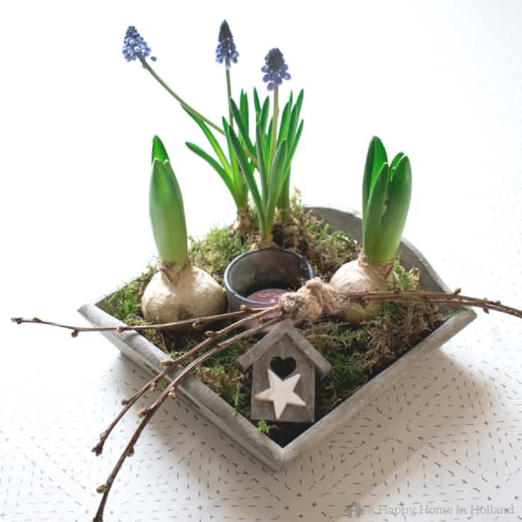 Decorating With Spring Bulbs: Simple Hyacinth & Muscari Display