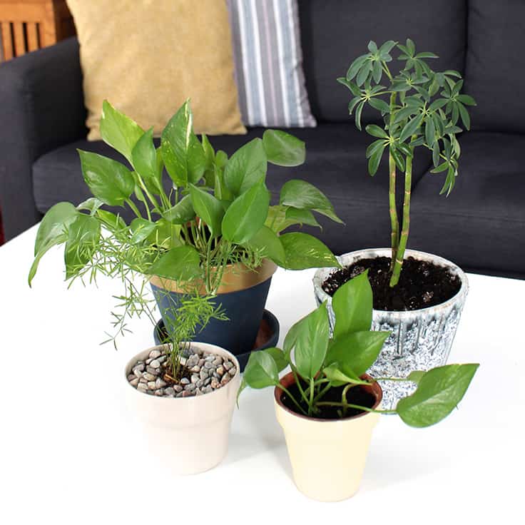 Spring Cleaning for Houseplants