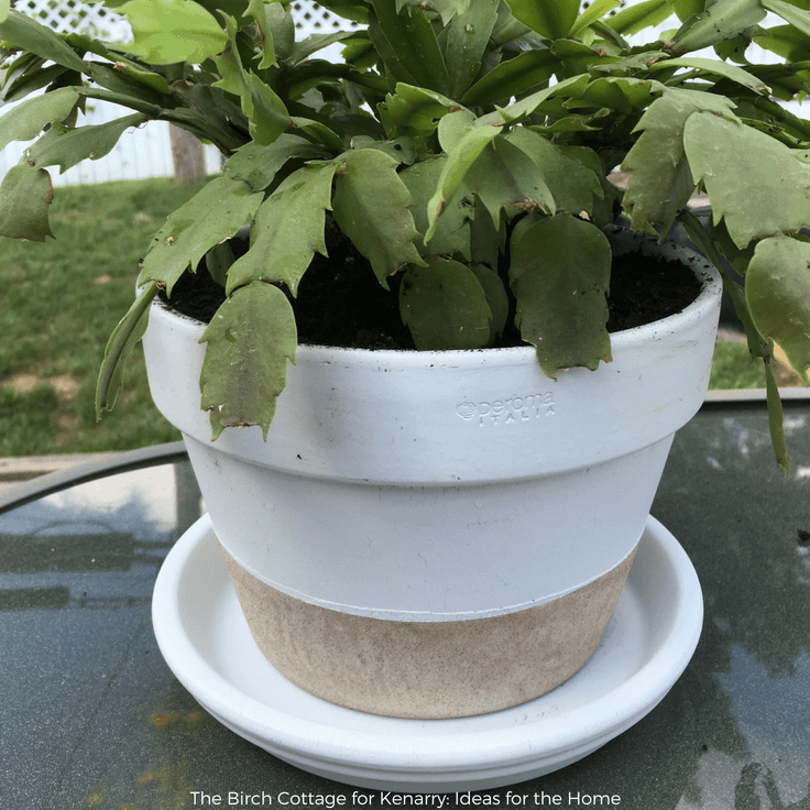 An Easy Flower Pot Makeover With Two-Tone Paint
