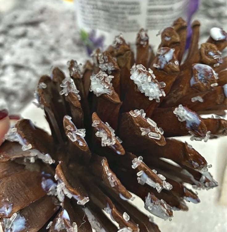 pine cone with glue and epsom salt