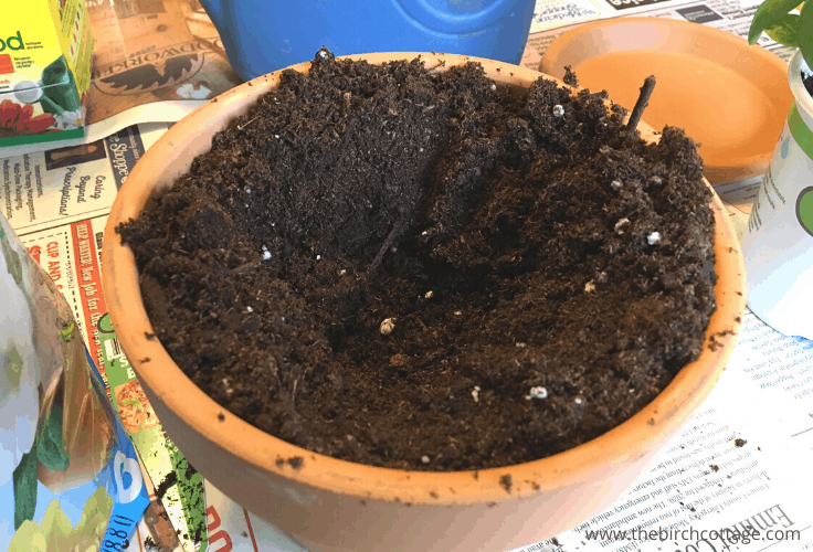 Potting soil with a hole in the middle for a seedling 