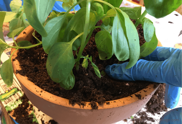 Pressing soil around the basil seedling 