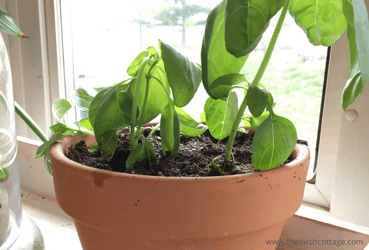 a basil plant sitting in a window 