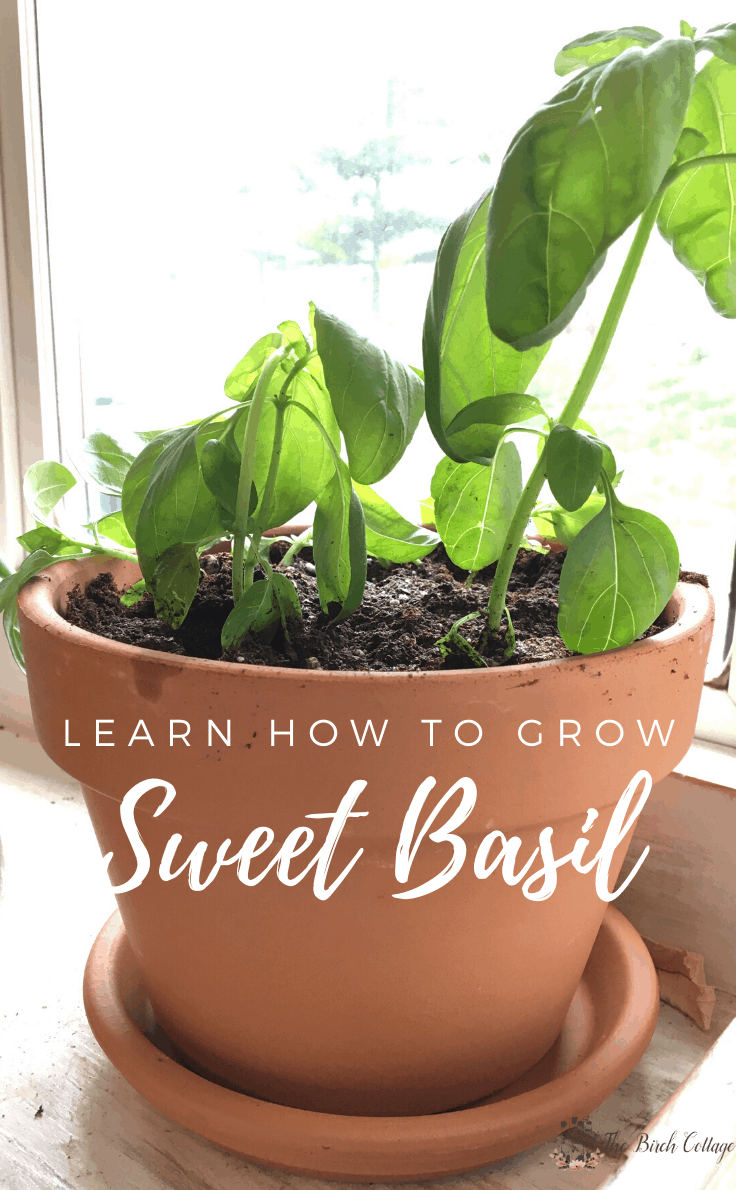 Learn how to grow sweet basil indoors