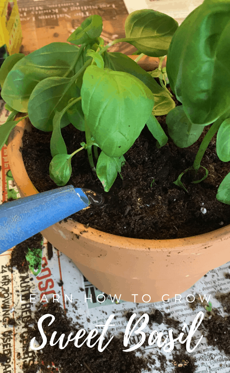 Learn how to grow sweet basil indoors
