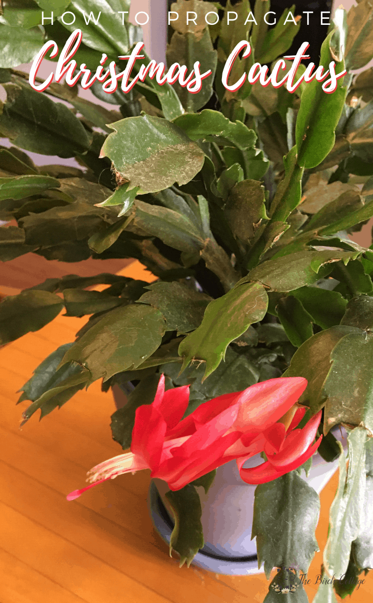 How To Propagate Christmas Cactus