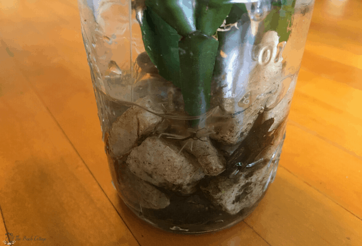 small glass jar with pebbles, water and Christmas Cactus Cuttings