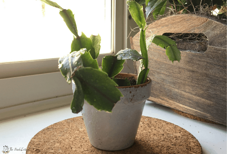 Christmas cactus cuttings in white flower pot