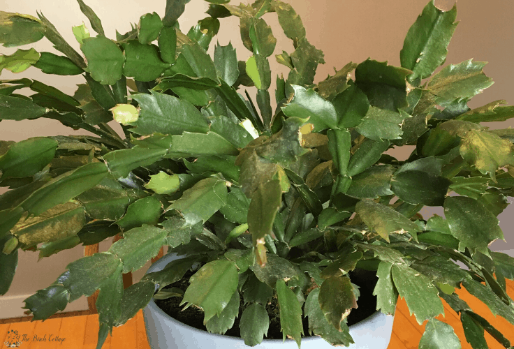 A Christmas Cactus in full bloom in a flower pot 