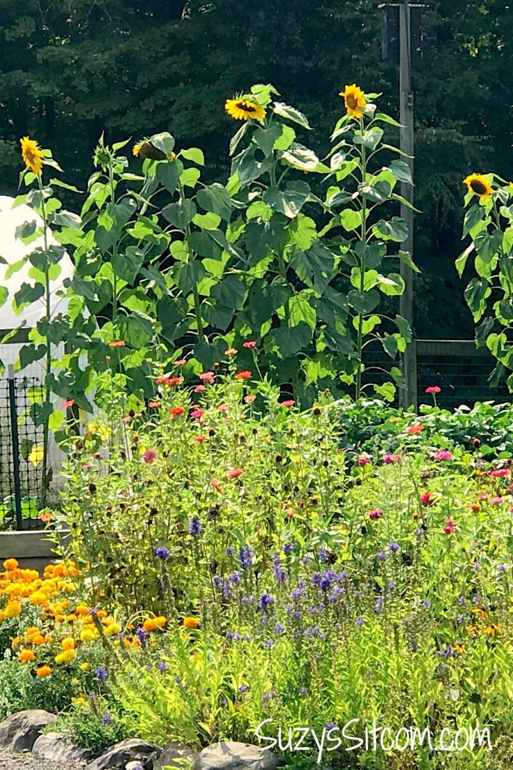 A garden with sunflowers and wild flowers in it 
