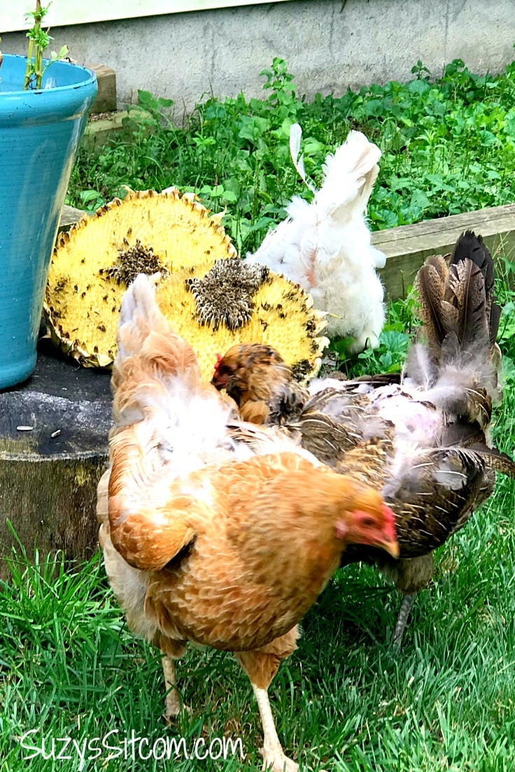 Chickens eating sunflower seeds