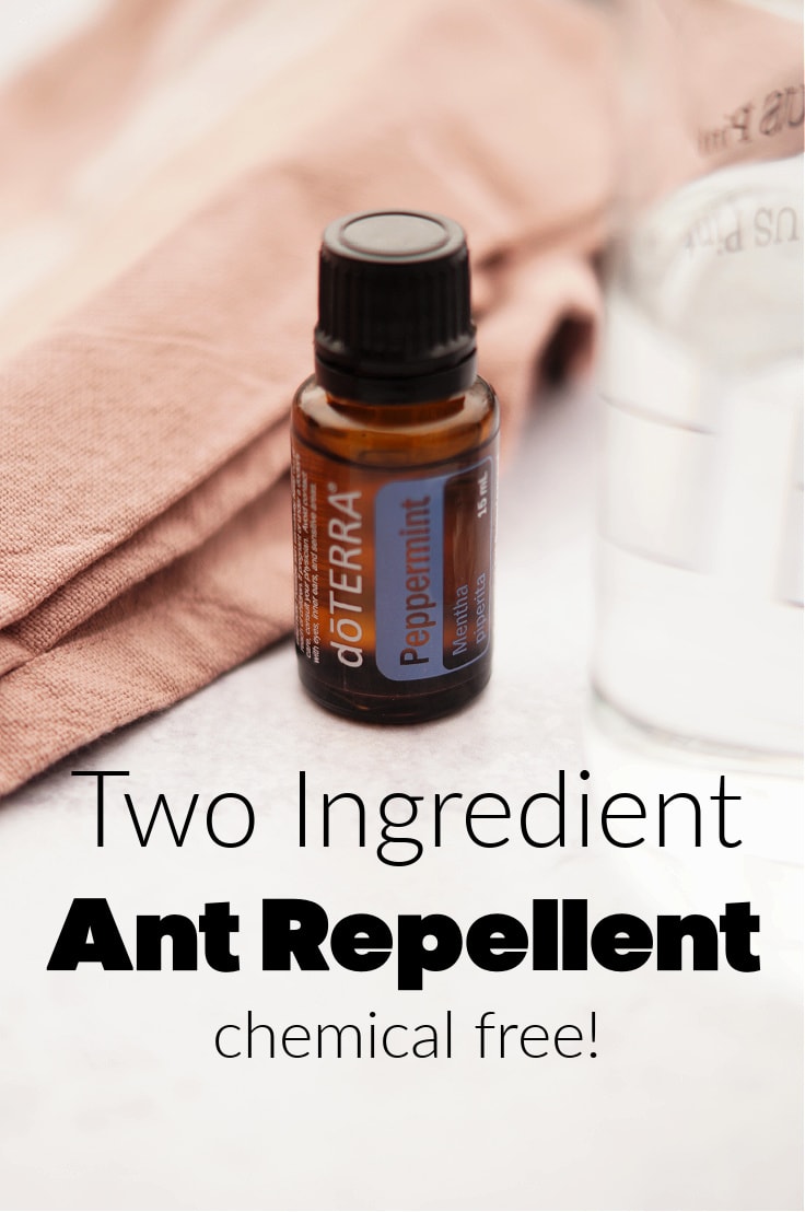 Two Ingredient Ant Repellent That is Chemical-Free.