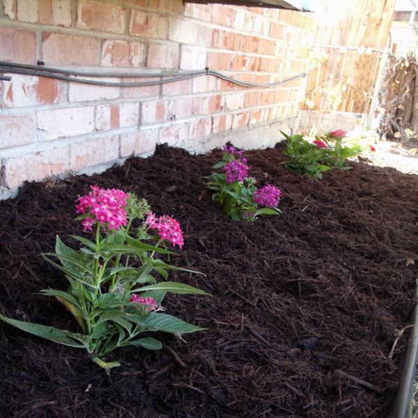 Pink flowerbeds curb appeal from One Mama's Daily Drama.