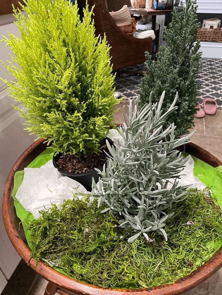 Mini Rosemary, Cypress and Spruce in Vintage Bowl for a DIY Christmas arrangement