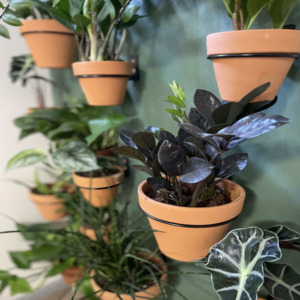 Plants in clay pots in a DIY living wall.