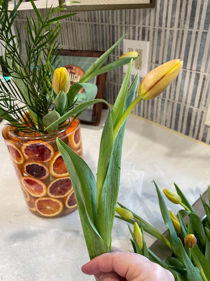 Arranging Tulips with Citrus in a Springtime arrangement.