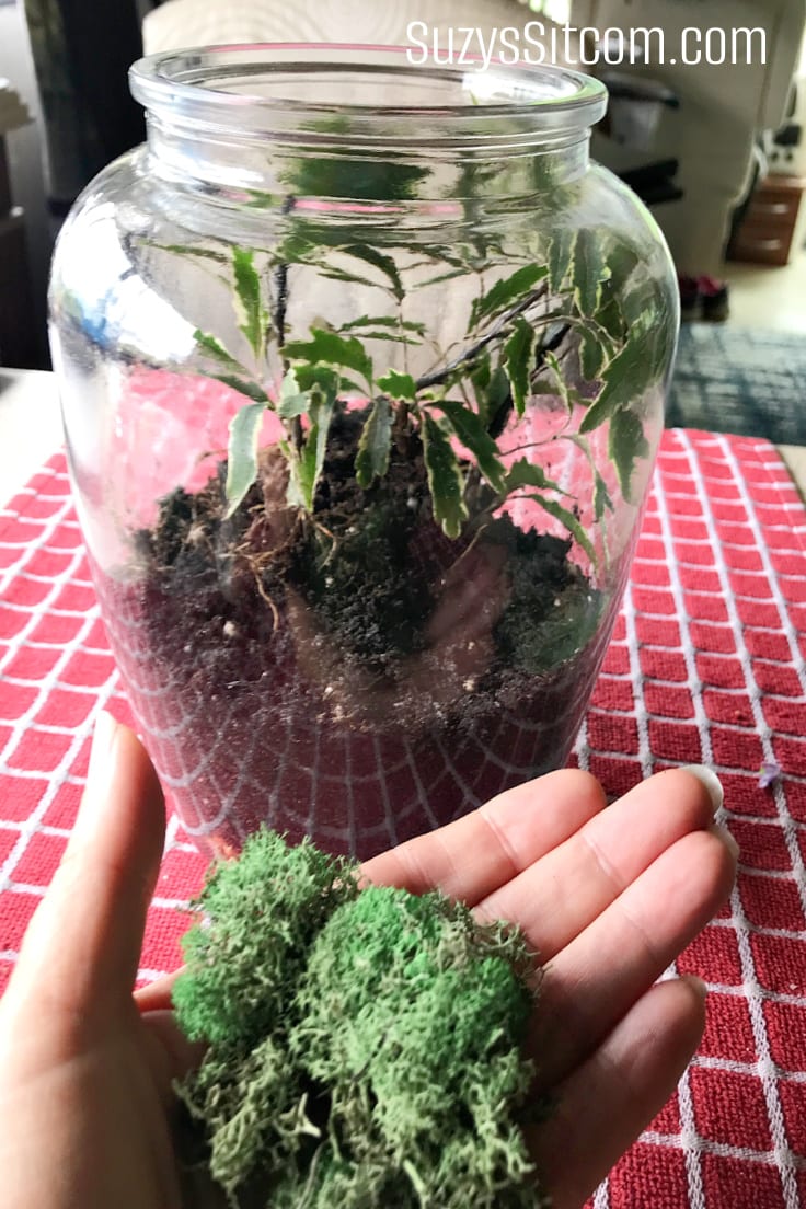 Add moss to the terrarium.
